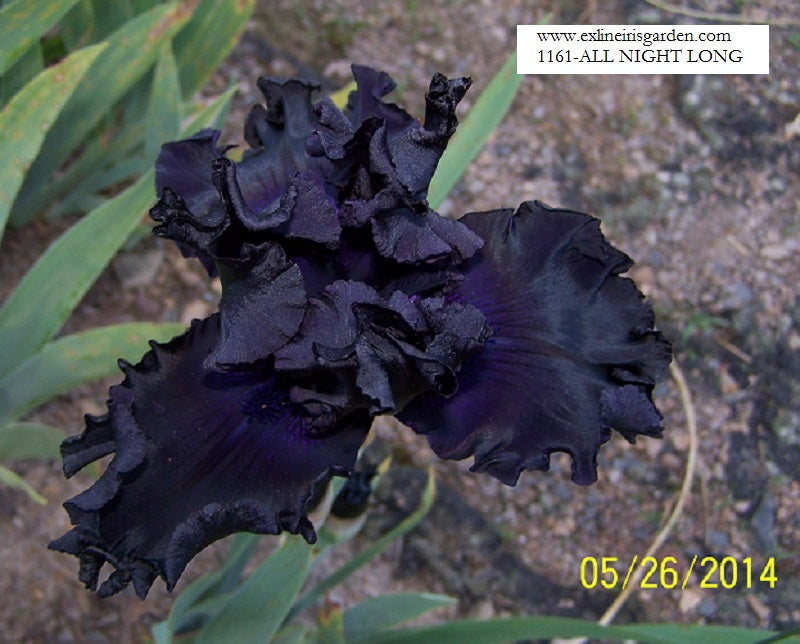 The flower All Night Long - Tall Bearded Iris (TB)