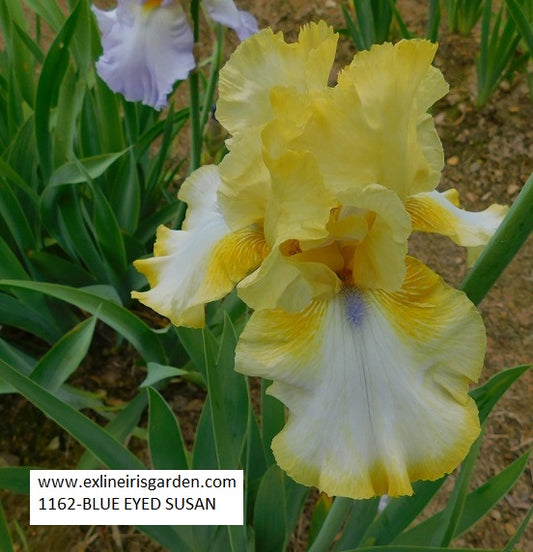 The flower Blue-Eyed Susan - Tall Bearded Iris (TB)