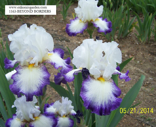 The flower Beyond Borders - Tall Bearded Iris (TB)