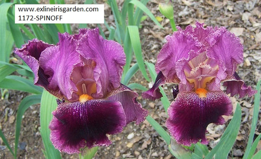 The flower Spin-Off - Tall Bearded Iris (TB)