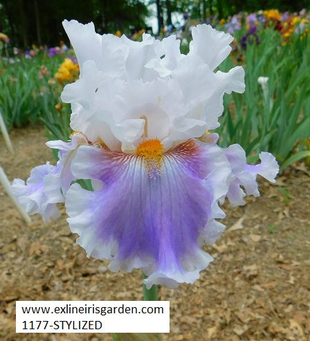 The flower Stylized - Tall Bearded Iris (TB)