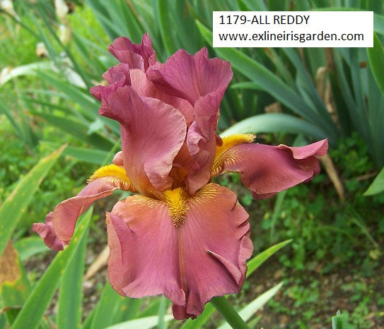 The flower All Reddy - Tall Bearded Iris (TB)