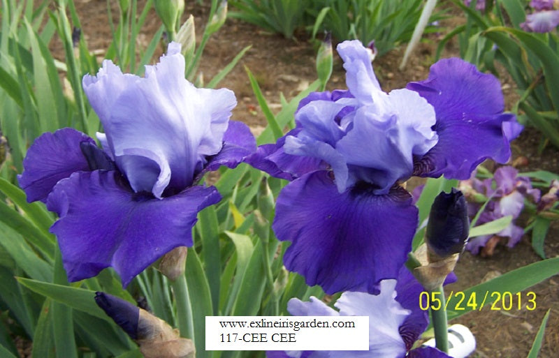 The flower Cee Cee - Tall Bearded Iris (TB)