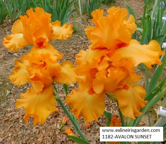 The flower Avalon Sunset - Tall Bearded Iris (TB)