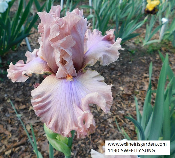 The flower Sweetly Sung - Tall Bearded Iris (TB)