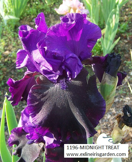 The flower Midnight Treat - Tall Bearded Iris (TB)