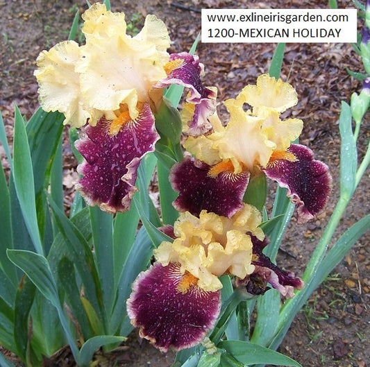 The flower Mexican Holiday - Tall Bearded Iris (TB)