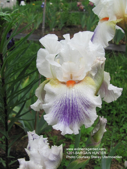 The flower Bargain Hunter - Tall Bearded Iris (TB)