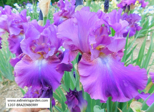 The flower Brazenberry - Tall Bearded Iris (TB)