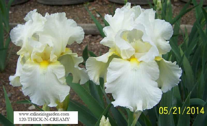 The flower Thick And Creamy - Tall Bearded Iris (TB)