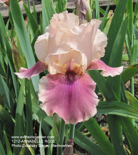 The flower Annabelle Rose - Tall Bearded Iris (TB)