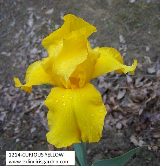 The flower Curious Yellow - Tall Bearded Iris (TB)