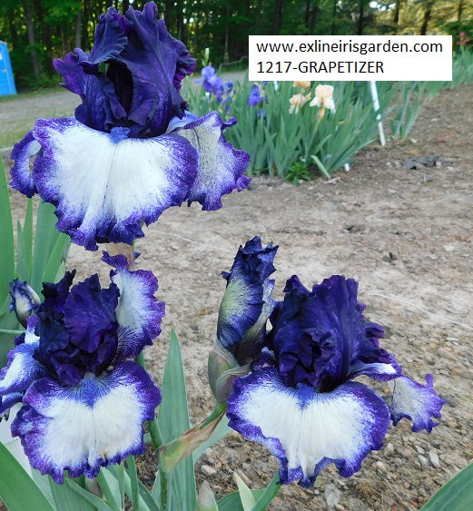 The flower Grapetizer - Tall Bearded Iris (TB)