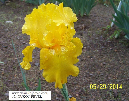 The flower Yukon Fever - Tall Bearded Iris (TB)