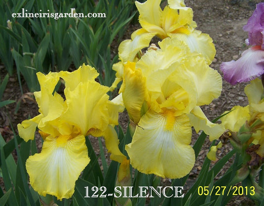 The flower Silence - Tall Bearded Iris (TB)