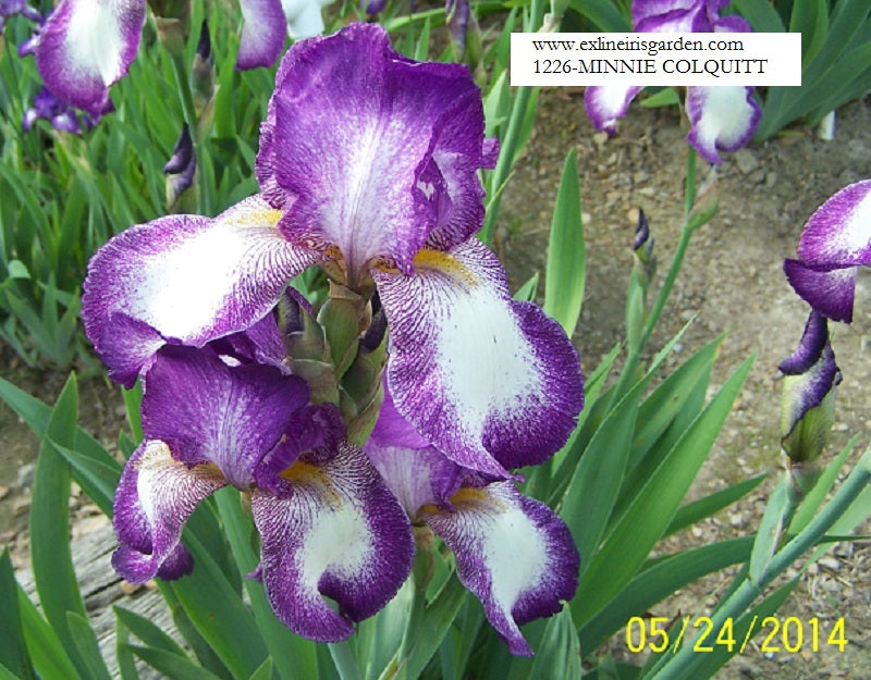 The flower Minnie Colquitt - Tall Bearded Iris (TB)