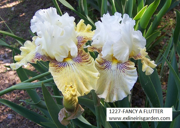 The flower Fancy A Flutter - Tall Bearded Iris (TB)