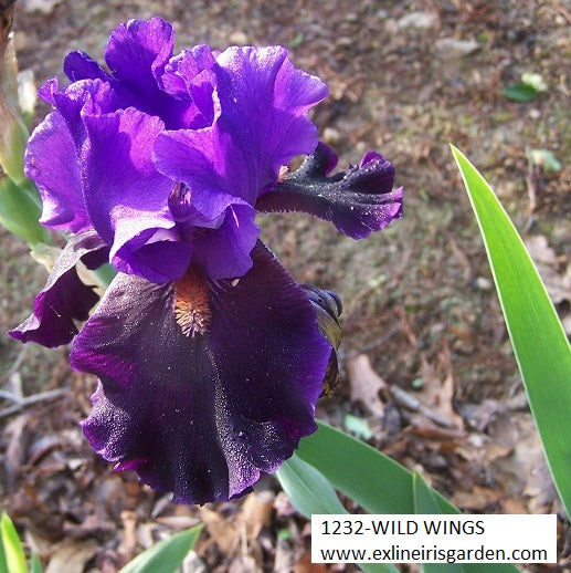 The flower Wild Wings - Tall Bearded Iris (TB)