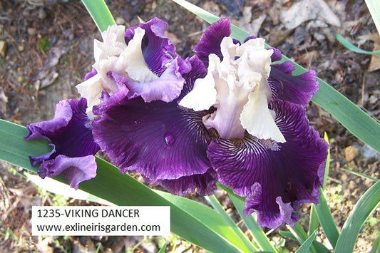 The flower Viking Dancer - Tall Bearded Iris (TB)