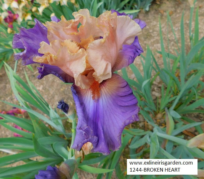 The flower Broken Heart - Tall Bearded Iris (TB)