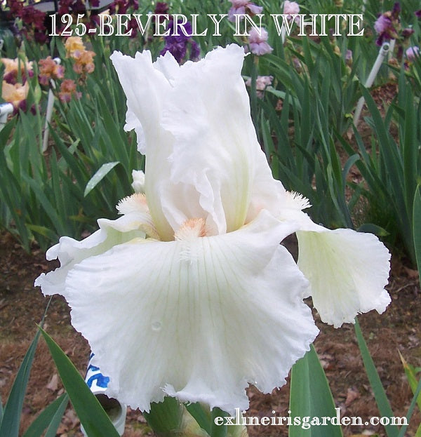 The flower Beverly In White - Tall Bearded Iris (TB)