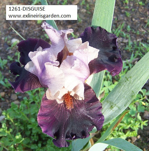 The flower Disguise - Tall Bearded Iris (TB)