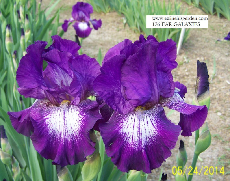 The flower Far Galaxies - Tall Bearded Iris (TB)