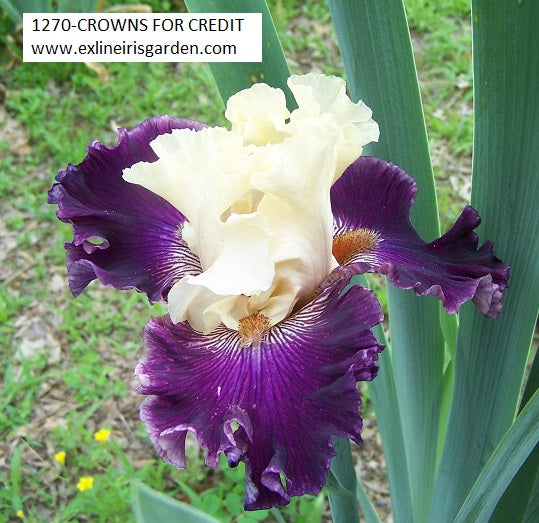 The flower Crowns For Credit - Tall Bearded Iris (TB)