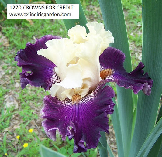 The flower Crowns For Credit - Tall Bearded Iris (TB)