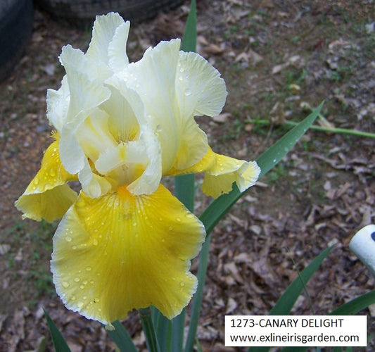 The flower Canary Delight - Tall Bearded Iris (TB)