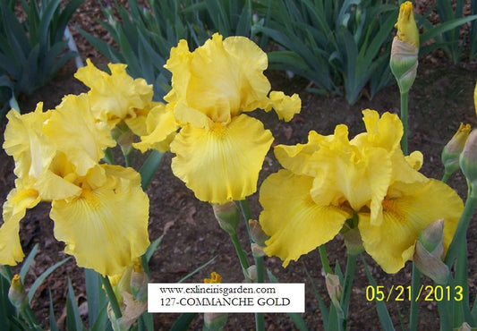 The flower Comanche Gold - Tall Bearded Iris (TB)