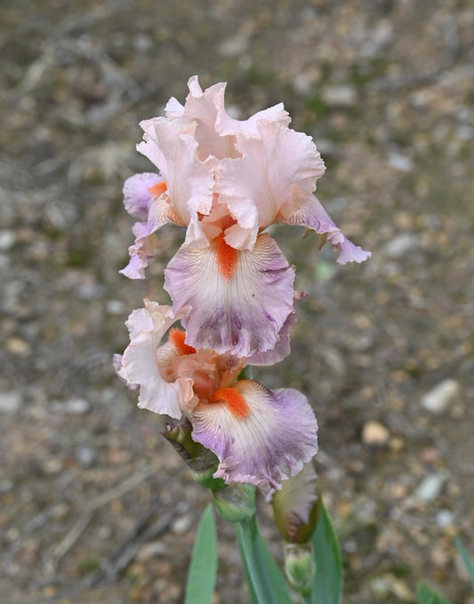 Unidentified Pink & Purple TB