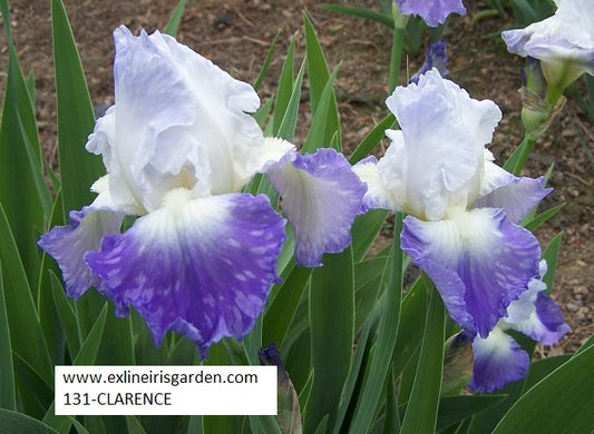 The flower Clarence - Tall Bearded Iris (TB)