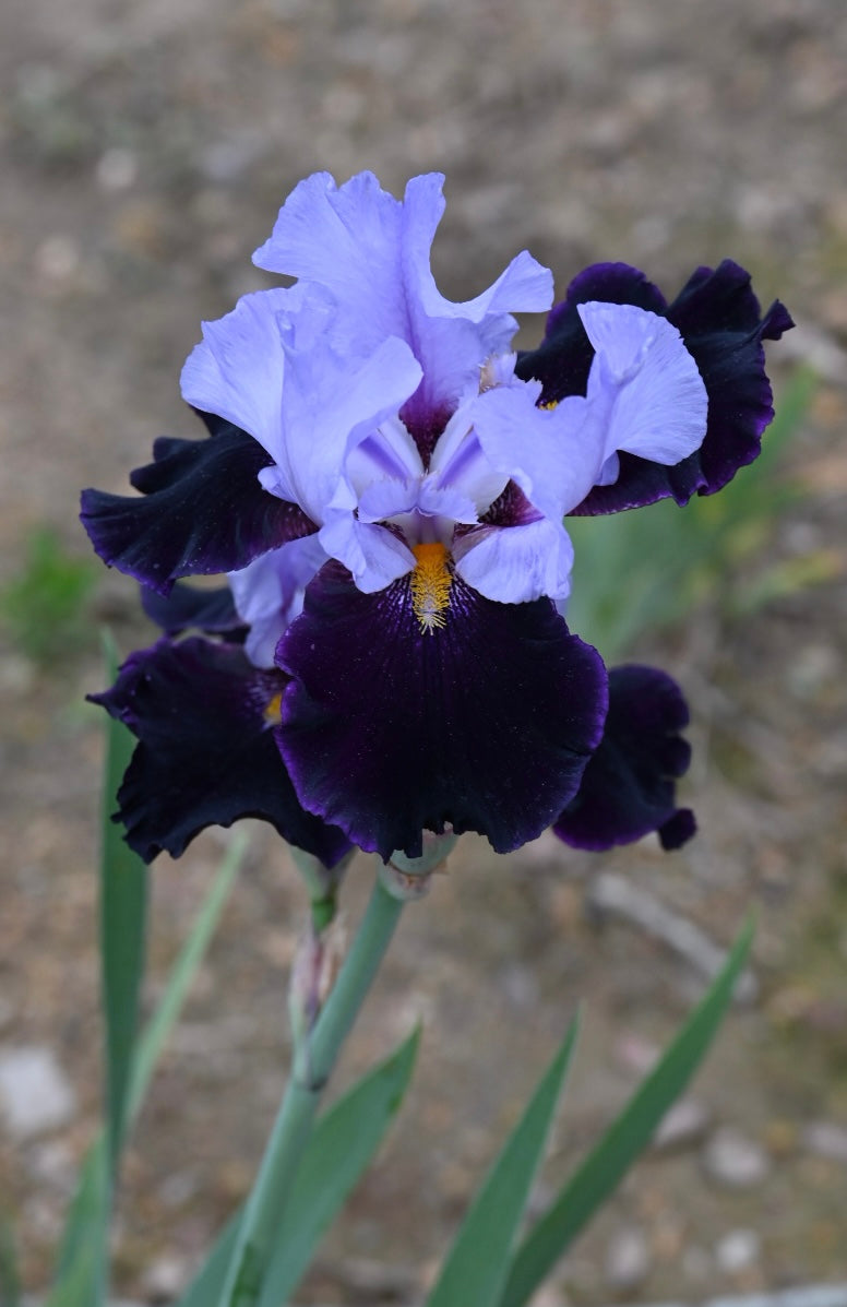 Habit