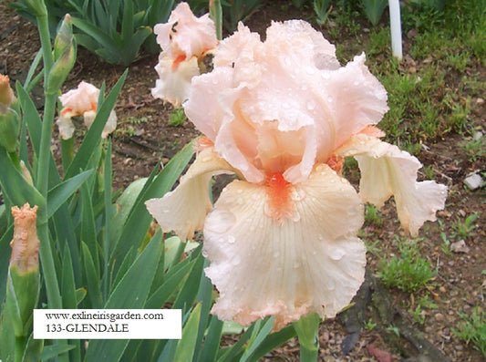 The flower Glendale - Tall Bearded Iris (TB)