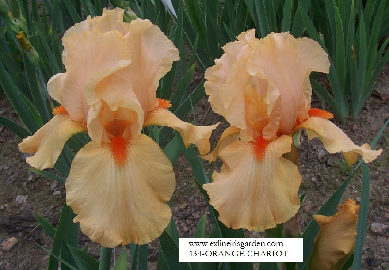 The flower Orange Chariot - Tall Bearded Iris (TB)