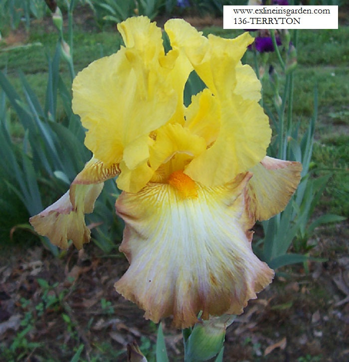 The flower Terryton - Tall Bearded Iris (TB)