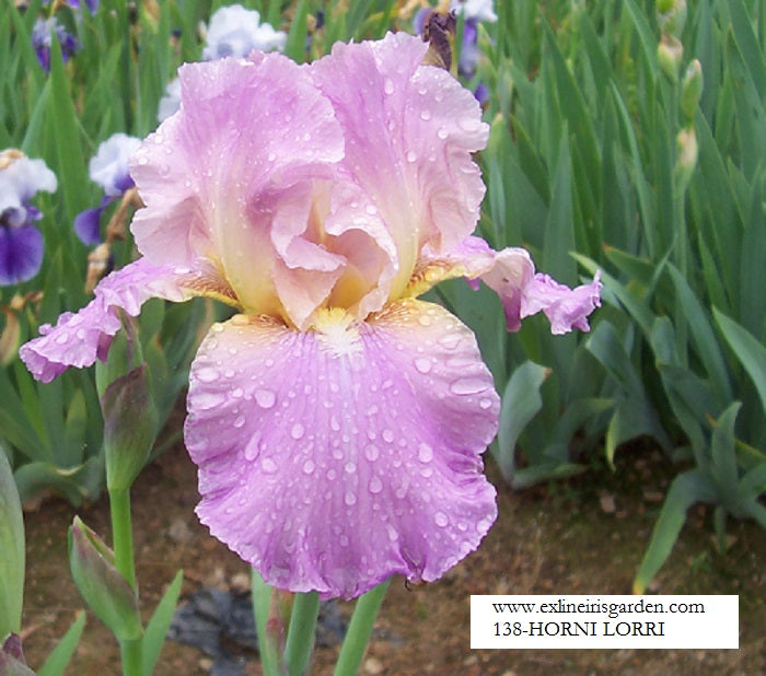 The flower Horny Lorri - Tall Bearded Iris (TB)