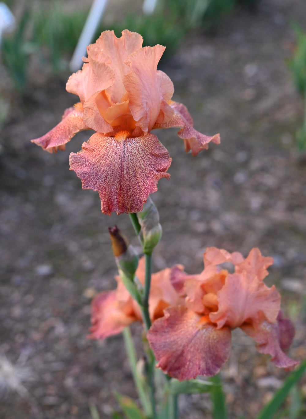 Tanzanian Tangerine