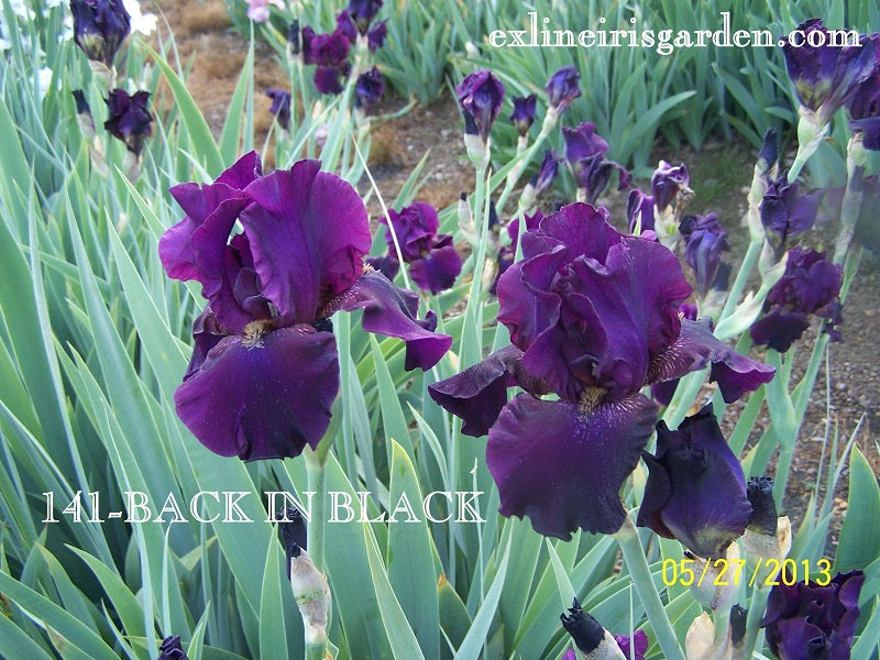 The flower Back In Black - Tall Bearded Iris (TB)