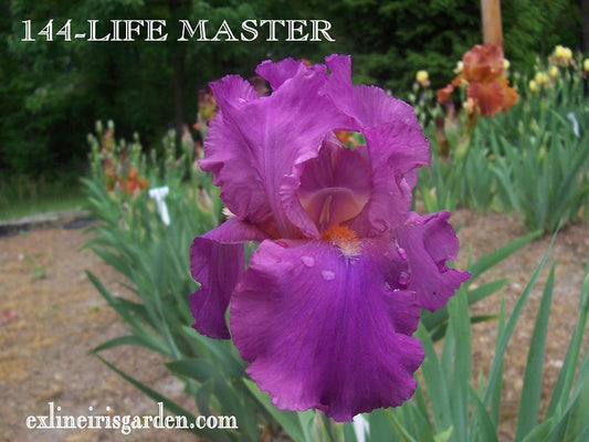 The flower Life Master - Tall Bearded Iris (TB)