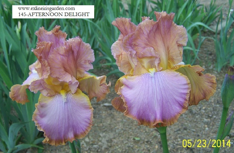 The flower Afternoon Delight - Tall Bearded Iris (TB)