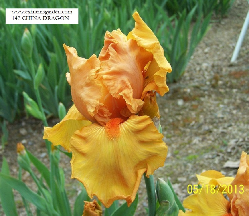 The flower China Dragon - Tall Bearded Iris (TB)