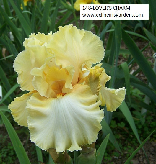 The flower Lover's Charm - Tall Bearded Iris (TB)