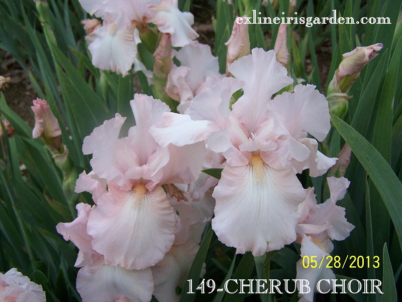 The flower Cherub Choir - Tall Bearded Iris (TB)