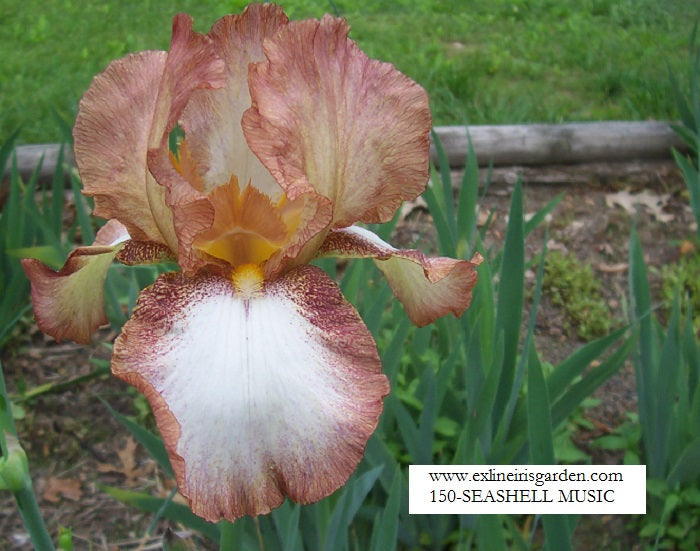 The flower Seashell Music - Tall Bearded Iris (TB)