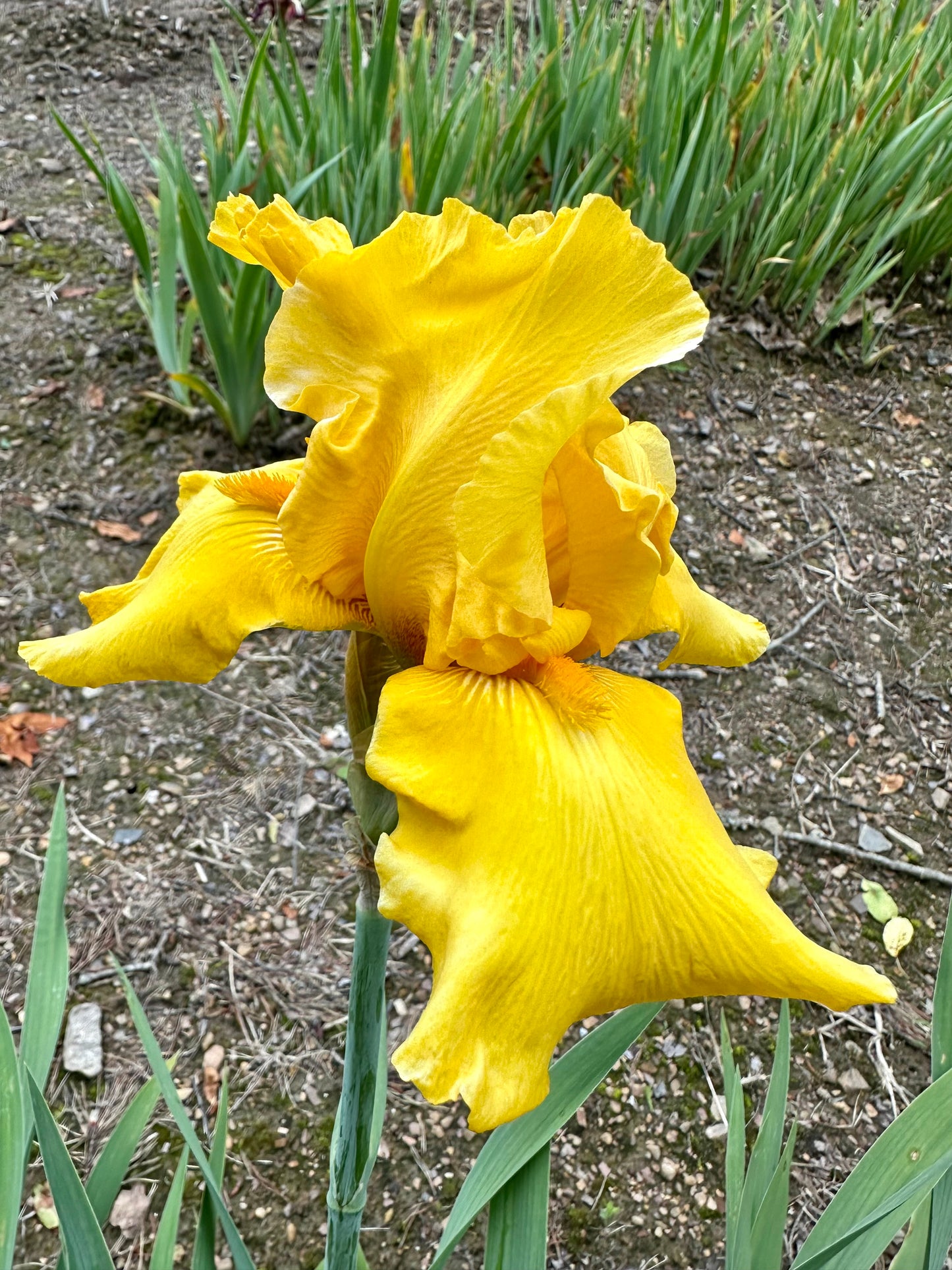 Peculiar Gold