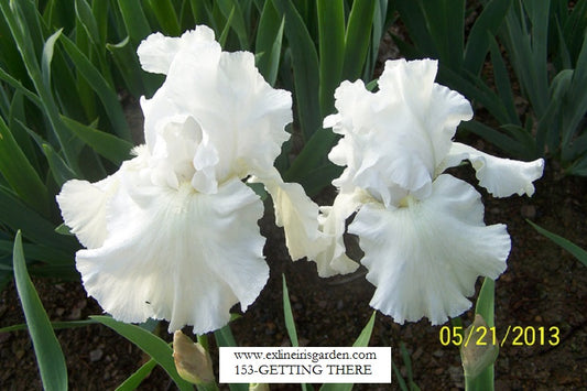 The flower Getting There - Tall Bearded Iris (TB)