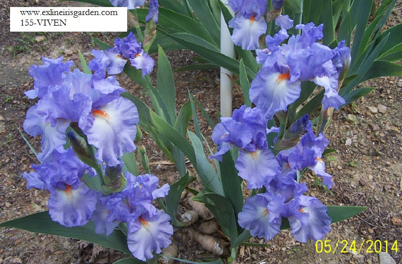 The flower Vivien - Tall Bearded Iris (TB)