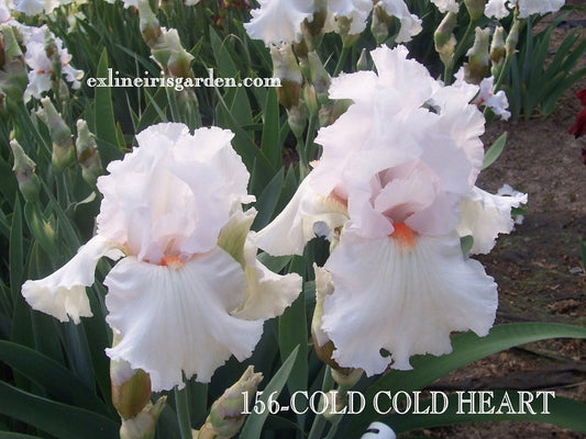 The flower Cold Cold Heart - Tall Bearded Iris (TB)